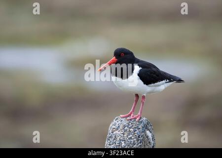Austernfänger, Haematopus ostralegus, auf dem Shetland-Festland. Stockfoto