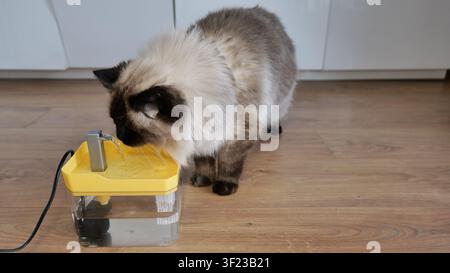 Ragdoll Cat Trinkwasser aus einem Tierbrunnen Stockfoto