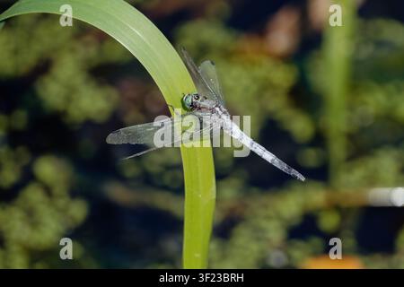 Libelle, die auf einem grünen Schilfrohr über dem Wasser sitzt. Libelle, die auf einem gebogenen grünen Schilfrohr über einem Teich mit einem sanft verschwommenen natürlichen Hintergrund ruht Stockfoto