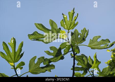Feigenbaum vor schlichtem blauem Himmelhintergrund. Ficus moracaea. Stockfoto