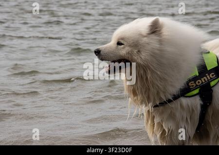 Hund namens 'Sonic' in einem hellgelben Geschirr, der im welligen Donau-Fluss steht, mit Kopierraum links Stockfoto