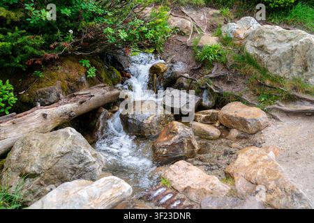 Ein kleiner Gebirgsbach stürzt über verwitterte Felsen und gefallene Baumstämme durch einen üppigen Alpenwald in der Nähe des Lake Louise im Banff-Nationalpark Stockfoto