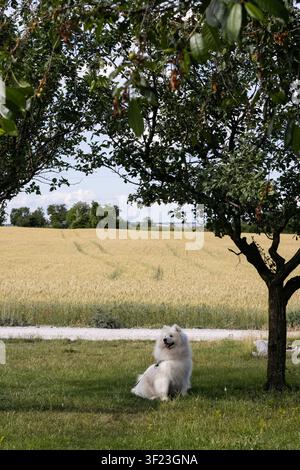Vertikale Fernaufnahme eines lächelnden Samojeden-Hundes, der auf Gras neben einem Kirschbaum sitzt, mit einem weißen Weg und einem gelben Feld im Hintergrund Stockfoto
