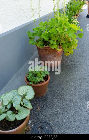 Topfpflanzen mit grünen Blüten, grüne Blätter Pflanzen auf der Asphaltgasse nahe einer grauen Wand des gemütlichen Hauses im Hinterhof Stockfoto