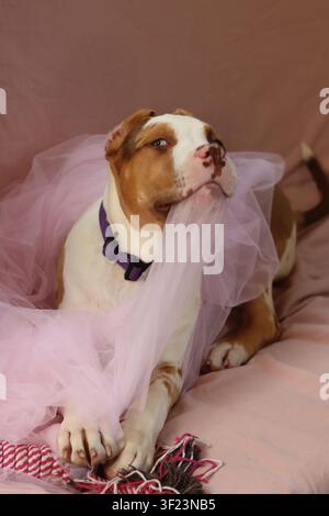 American XL Bully-Welpe in weichem rosafarbenem Tüllstoff gewickelt, liegt auf einem Bett mit einem Seilspielzeug. Süßer Welpe mit rosa Nase und blauen Augen schaut nach oben. Stockfoto