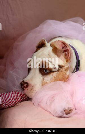 American XL Bully-Welpe in weichem rosafarbenem Tüllstoff gewickelt, liegt auf einem Bett mit einem Seilspielzeug. Süßer Welpe mit rosa Nase und blauen Augen schaut nach oben. Stockfoto