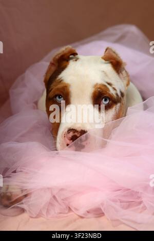 American XL Bully-Welpe in weichem rosafarbenem Tüllstoff gewickelt, liegt auf einem Bett mit einem Seilspielzeug. Süßer Welpe mit rosa Nase und blauen Augen schaut nach oben. Stockfoto