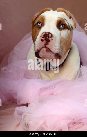 American XL Bully-Welpe in weichem rosafarbenem Tüllstoff gewickelt, liegt auf einem Bett mit einem Seilspielzeug. Süßer Welpe mit rosa Nase und blauen Augen schaut nach oben. Stockfoto