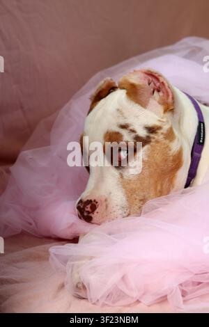 American XL Bully-Welpe in weichem rosafarbenem Tüllstoff gewickelt, liegt auf einem Bett mit einem Seilspielzeug. Süßer Welpe mit rosa Nase und blauen Augen schaut nach oben. Stockfoto