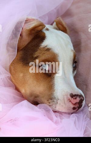 American XL Bully-Welpe in weichem rosafarbenem Tüllstoff gewickelt, liegt auf einem Bett mit einem Seilspielzeug. Süßer Welpe mit rosa Nase und blauen Augen schaut nach oben. Stockfoto