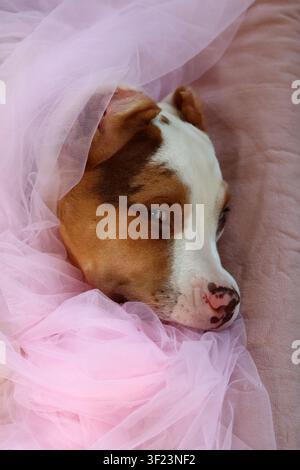 American XL Bully-Welpe in weichem rosafarbenem Tüllstoff gewickelt, liegt auf einem Bett mit einem Seilspielzeug. Süßer Welpe mit rosa Nase und blauen Augen schaut nach oben. Stockfoto