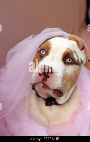 American XL Bully-Welpe in weichem rosafarbenem Tüllstoff gewickelt, liegt auf einem Bett mit einem Seilspielzeug. Süßer Welpe mit rosa Nase und blauen Augen schaut nach oben. Stockfoto