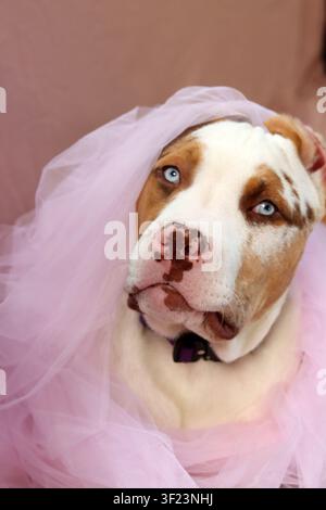 American XL Bully-Welpe in weichem rosafarbenem Tüllstoff gewickelt, liegt auf einem Bett mit einem Seilspielzeug. Süßer Welpe mit rosa Nase und blauen Augen schaut nach oben. Stockfoto