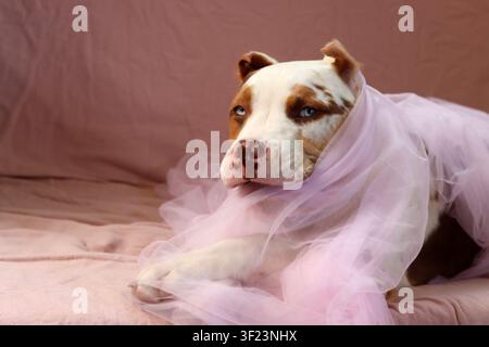 American XL Bully-Welpe in weichem rosafarbenem Tüllstoff gewickelt, liegt auf einem Bett mit einem Seilspielzeug. Süßer Welpe mit rosa Nase und blauen Augen schaut nach oben. Stockfoto