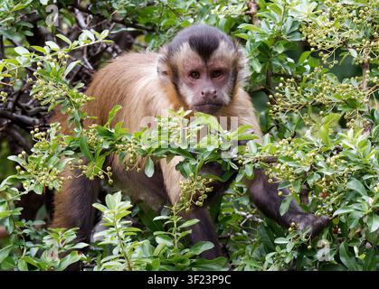 Getuftete Kapuziner im Zoo, Gehaubter Kapuziner, Capucin brun, Cebus apella, Sapajus apella, Apella csuklyásmajom Stockfoto