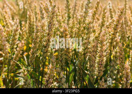 Hintergrund aus reifen Weizenähren im Sonnenlicht. Nahaufnahme von goldenen Weizenhalmen auf einem Feld. Textur von reifem Weizen, bereit für die Ernte. Stockfoto