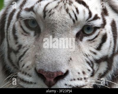 Weißer Tiger oder gebleichter Tiger, bengaler Tiger, Königstiger, Tigre, Panthera tigris, Fehér tigris, bengáli tigris, királytigris Stockfoto