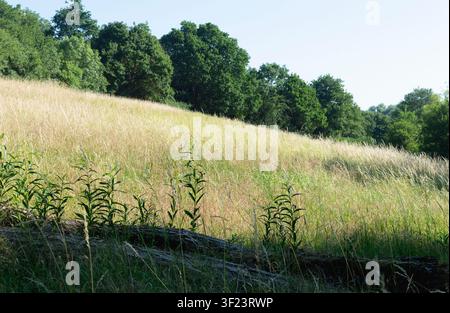 Neues Wachstum auf der alten Rinde des Weidenbaums auf dem Hügel. England. Stockfoto