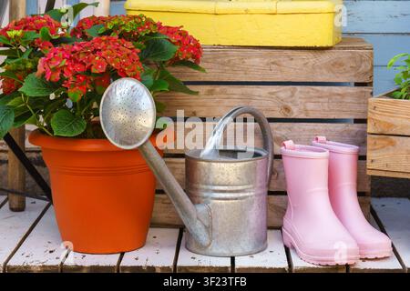 Rote Hortensie in einem Blumentopf mit metallener Gießkanne und rosa Gummistiefeln auf einer rustikalen Terrasse. Bezaubernde Gartenszene mit Pflanzen, w Stockfoto