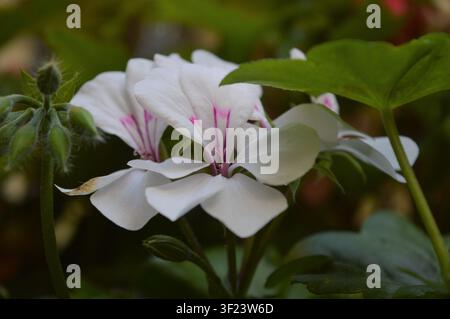 Weiße Geranienblüten mit rosa Adern im Nahaufnahme Stockfoto