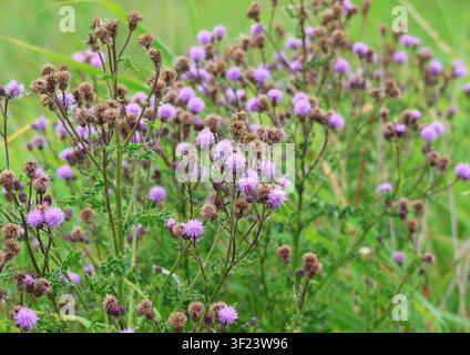 Kriechender Distel, Cirsium arvense, blühend im Sumpfgebiet im Sommer. Suffolk, England. Stockfoto