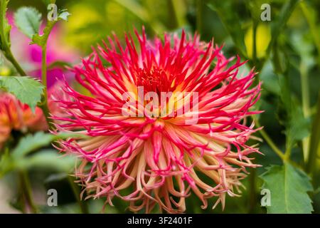Lebendige rosa und cremefarbene Kaktus-Dahlienblüte in Nahaufnahme Stockfoto
