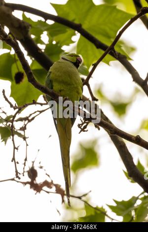 Ein männlicher Rosenkopf-Papagei (Psittacula krameri) sitzt auf einem Ast zwischen breiten grünen Blättern in der Casa de Campo, Madrid, Spanien, mit seinem langen, sich verjüngenden Schwanz Stockfoto