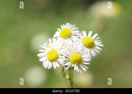 Jährliche Fleckenblume (Erigeron annuus) blüht auf einer Wiese an einem warmen Sommertag mit weichem verschwommenem Hintergrund. Stockfoto