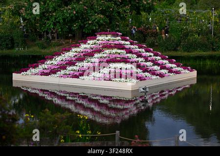 Schwebende stufenartige Darstellung von rosa, lila und weißen Petunien, die sich in einem Teich im Ashikaga Flower Park während der Frühlingsblumensaison in der Präfektur Tochigi spiegeln Stockfoto