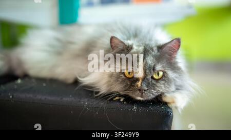 Ein ruhiges Bild einer flauschigen grauen Katze mit lebhaften gelben Augen, die bequem auf einer Oberfläche mit einem hellgrünen Hintergrund liegt und Entspannung zeigt Stockfoto