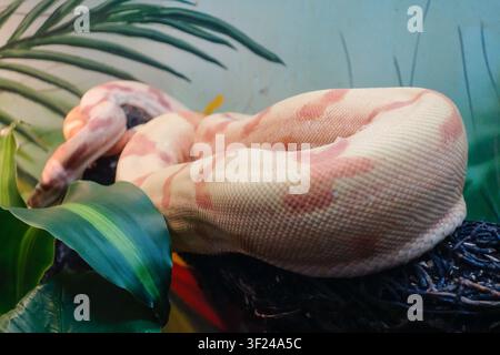 Nahaufnahme einer Albine-Python-Schlange in Gefangenschaft. Stockfoto