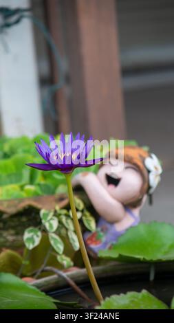 Ruhevolle Aufnahme mit einer leuchtend violetten Seerose, die in einem Gartenteich blüht, begleitet von üppigen grünen Blättern und einem fröhlichen Plüschtier an einem sonnigen O Stockfoto