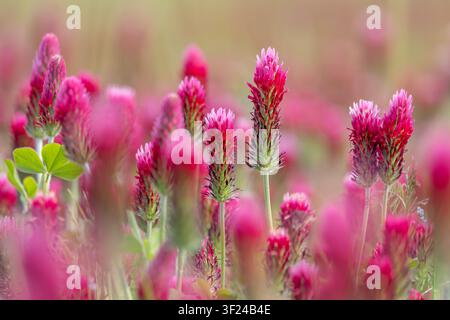 Scharlachklee / Italienischer Klee (Trifolium incarnatum) einjährige Pflanze, heimisch in Atlantikeuropa und Südeuropa, als Futterpflanze für Rinder verwendet Stockfoto