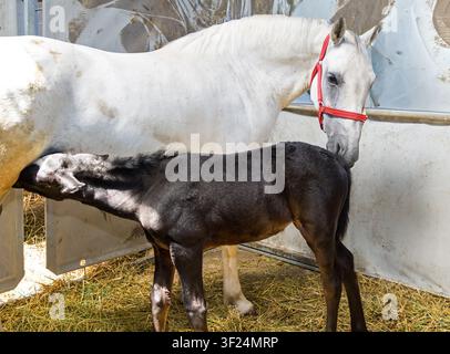 Neugeborenes kleines junges Fohlen trinkt Milch von der Mutter im Stallgehege Stockfoto