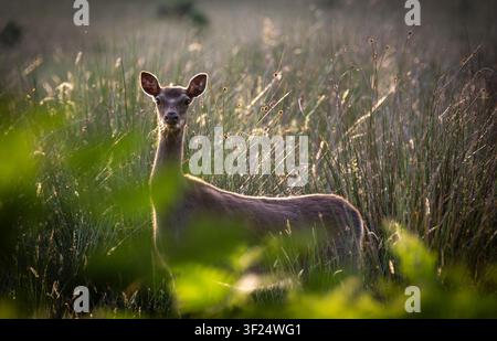 Hirsch auf einer Wiese, von der Abendsonne hinterleuchtet Stockfoto