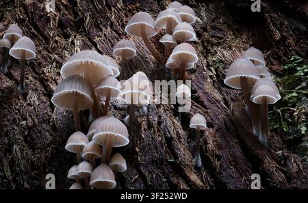 Eine Kolonie von Braunen Haubenpilzen (Mycena subgalericulata), die auf der Rinde eines Eukalyptusbaums im Regenwald wachsen, Franklin-Wald, Tasmanien, Australien Stockfoto