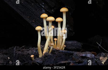 Eine kleine Gruppe schlanker Fruchtkörper des Australischen Honigpilzes (Armillaria luteobubalina) in einem verbrannten Wald, Franklin-Wald, Tasmanien, Australien Stockfoto
