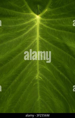 Abstrakte tropische grüne Blatttextur mit Wassertropfen, natürlicher botanischer Hintergrund Stockfoto