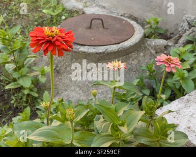 Lebendige rote und rosa Zinnia-elegans-Blüten, die in einem Hinterhofgarten wachsen. Stockfoto