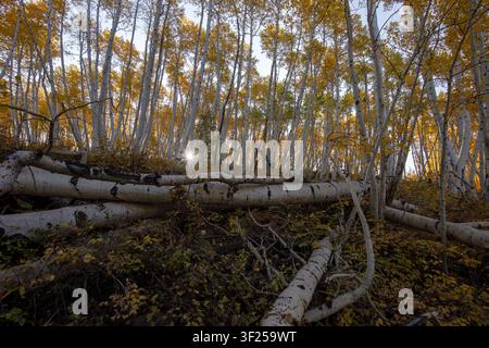 Gefallene Espen liegen in einem dichten Hain goldener Espen während des Herbstes in Colorado. Stockfoto