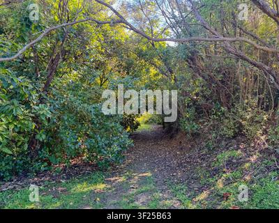 Waldweg durch dichte Bäume Stockfoto