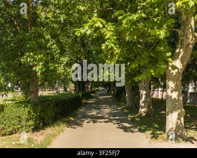 Malerischer Fußweg unter einem üppigen grünen Baumkronentunnel, schönes geflecktes Sonnenlicht und Schatten auf einem mit Platanen gesäumten Gehweg. Stockfoto