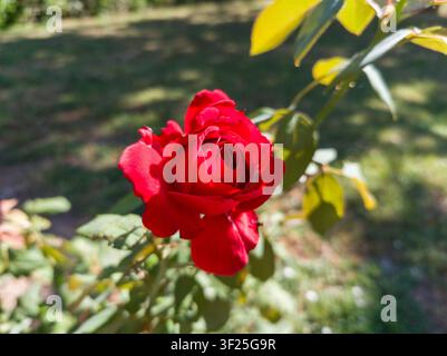 Nahaufnahme einer leuchtend roten Gartenrose, die sich öffnet, schöner samtiger Rosenkopf mit geschichteten Blütenblättern in einem sonnigen Park. Stockfoto
