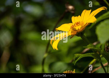 Erstaunliches Blumenporträt einer wilden Sonnenblume vor einem cremigen hellgrünen Hintergrund. Stockfoto