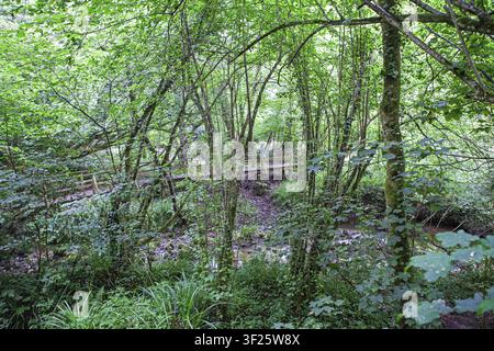 Ein dichter Wald verbirgt den hölzernen Steg entlang des Saja-Nansa-Pfades, der den Nansa-Fluss entlangführt, Saja-Nansa-Tal, Kantabrien, Spanien Stockfoto