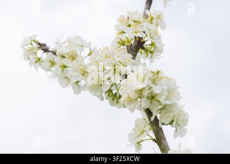 Weiße Kirschbaumblüten an einem Ast vor einem hellen Himmel vermitteln Frühlingsgefühle, nahe Korb im Rems-Murr-Kreis, Baden-Württemberg, Deutschland Stockfoto