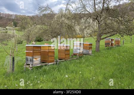 Bienenstöcke auf einer grünen Wiese mit blühenden Obstbäumen, nahe Korb im Remstal, Baden-Württemberg, Deutschland Stockfoto
