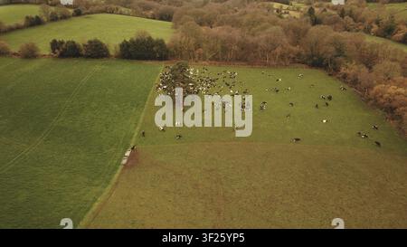 Luftbild von Kühen, die auf einer grünen Weide grasen, umgeben von Bäumen und ländlicher Landschaft, englische Landschaft. UK Stockfoto