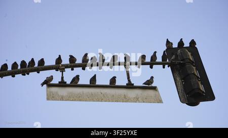 Schwarm von Vögeln, die an einer Ampel sitzen, silhouettiert vor einem blauen Himmel, DTLA -- Los Angeles, Kalifornien, USA Stockfoto