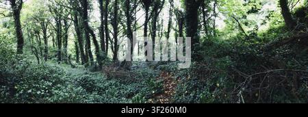 Üppiger grüner Wald mit einem schmalen Pfad, der sich durch dichte Bäume windet, Panorama, UK Stockfoto